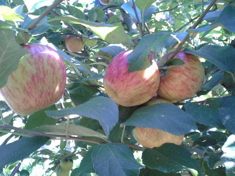 Red-striped apples ripening on the branch