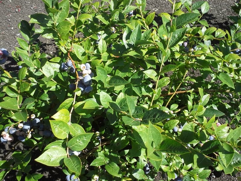 A leafy blueberry bush hung with ripe berries