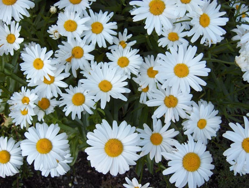 A drift of white daisies with yellow centers