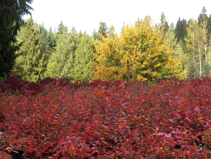 A field of red fall blueberry foliage in front of yellow trees and evergreens