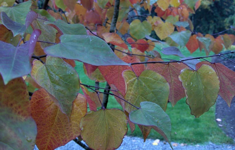 Heart-shaped leaves turning green, orange and purple on a branch