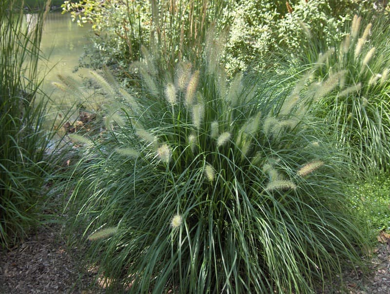 A clump of fountain grass with soft bottlebrush plumes