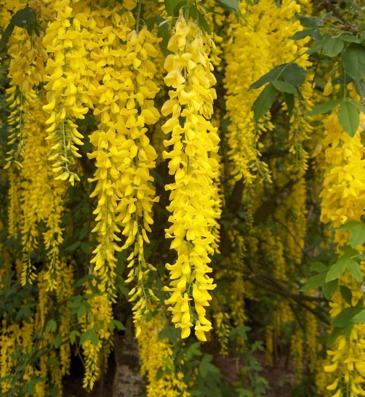 Long hanging chains of golden yellow flowers