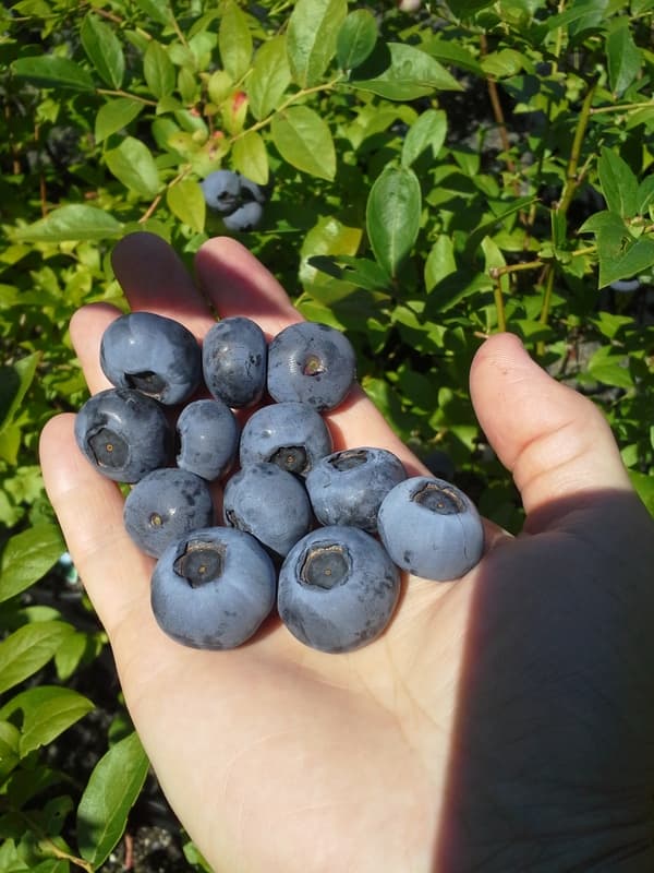 An open hand holding freshly picked blueberries