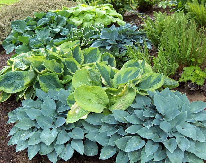 A shade bed of blue-green and chartreuse hostas beside sword ferns