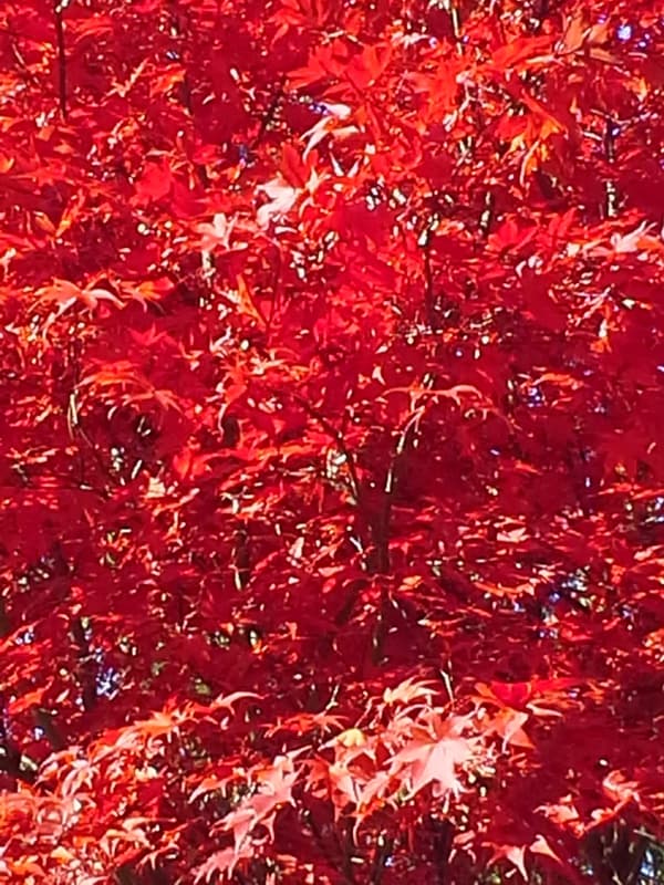 Vivid red, finely cut Japanese maple leaves