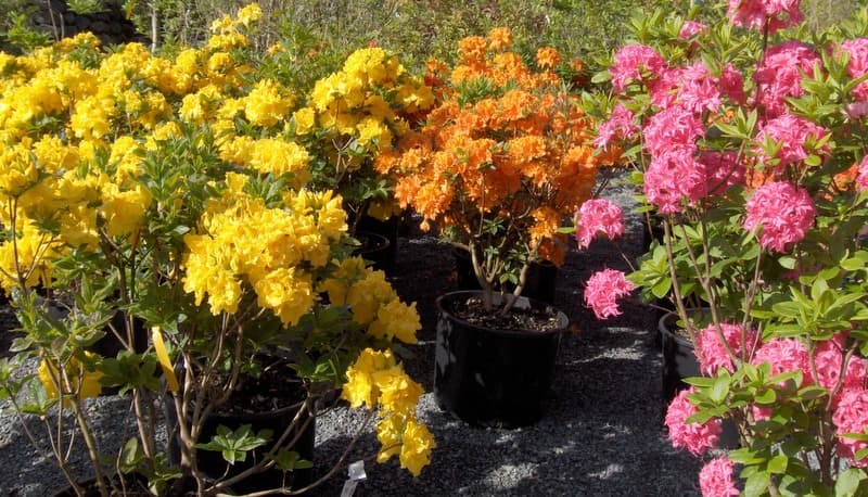 Yellow, orange and pink azaleas in black nursery pots lined up on the gravel yard