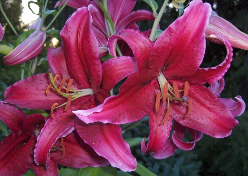 A deep pink oriental lily with speckled petals