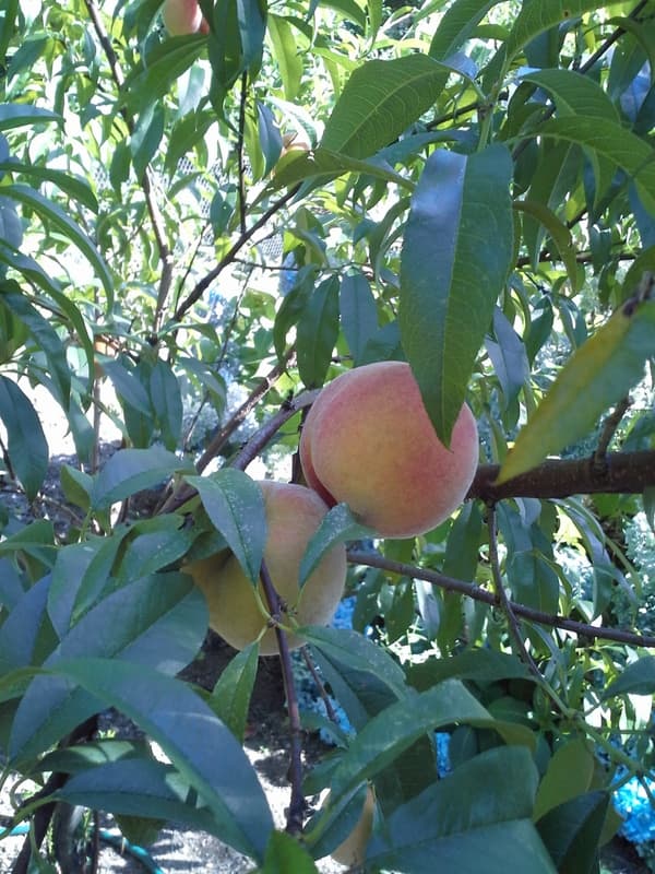 Ripe peaches hanging among long green leaves