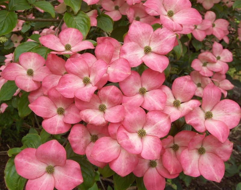 Clusters of pink dogwood blossoms against dark leaves