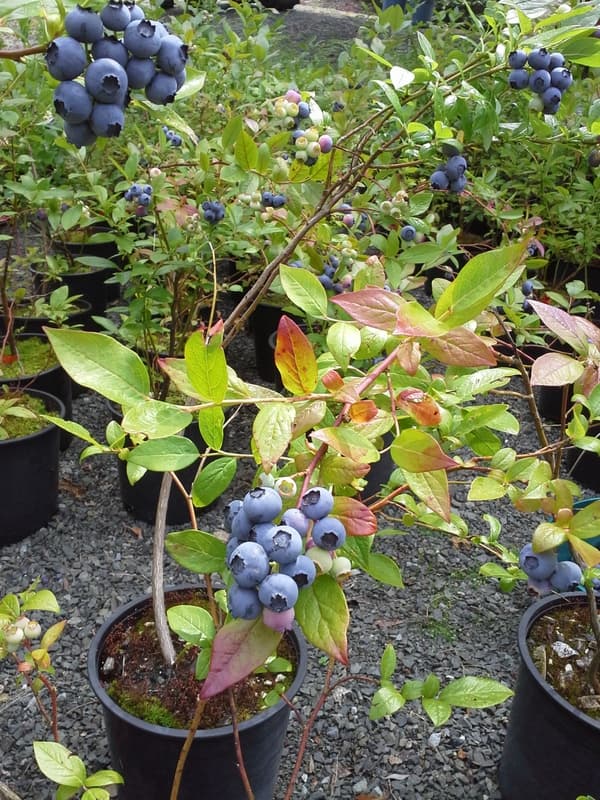 Rows of potted blueberry bushes heavy with fruit on the nursery gravel