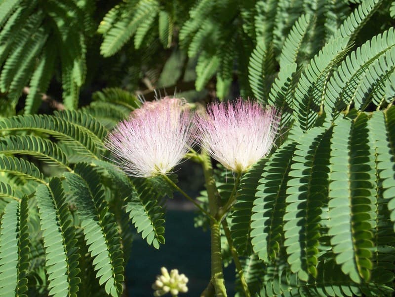 Pink powder-puff blossoms among feathery silk tree leaves