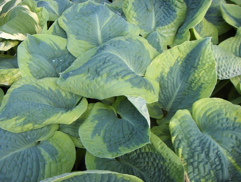 Close view of broad blue-green hosta leaves with chartreuse edges