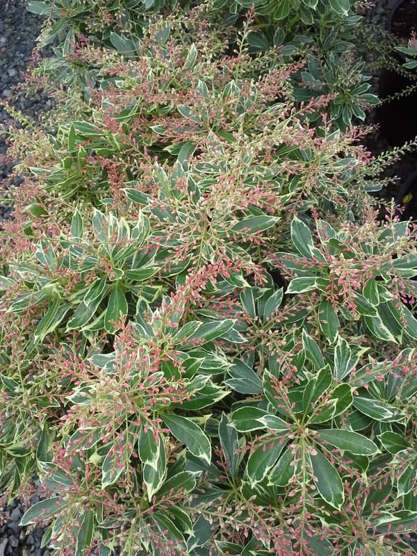 Cream-edged evergreen pieris leaves with red new growth
