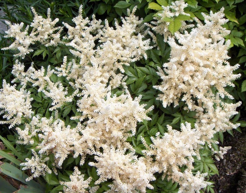 Creamy white astilbe plumes above dark green leaves