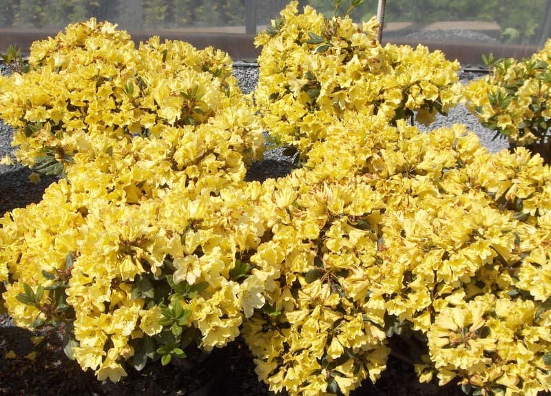 A mass of bright yellow azaleas in bloom