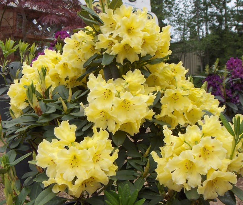Pale yellow rhododendron flowers in full bloom